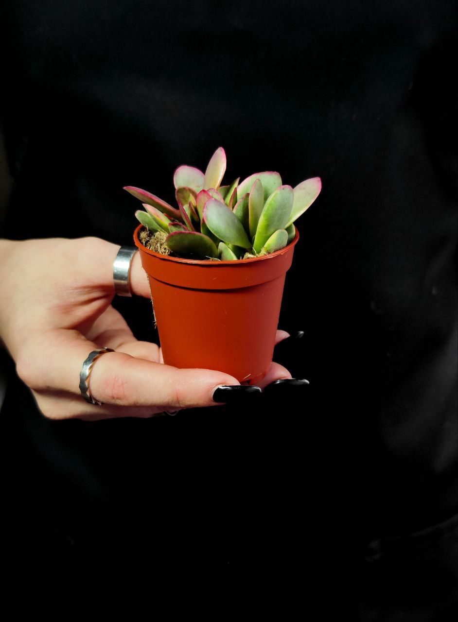 Крассула Платифилла Вариегатная (Crassula Platyphylla Variegata) D5см