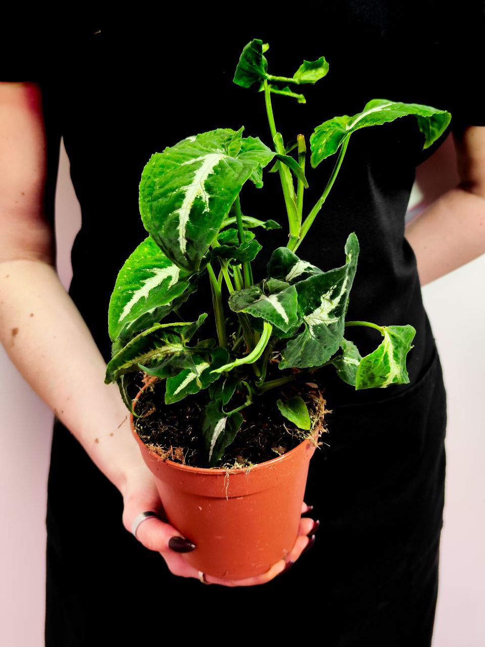 Сингониум Вендланда (Syngonium Wendlandii) D12см