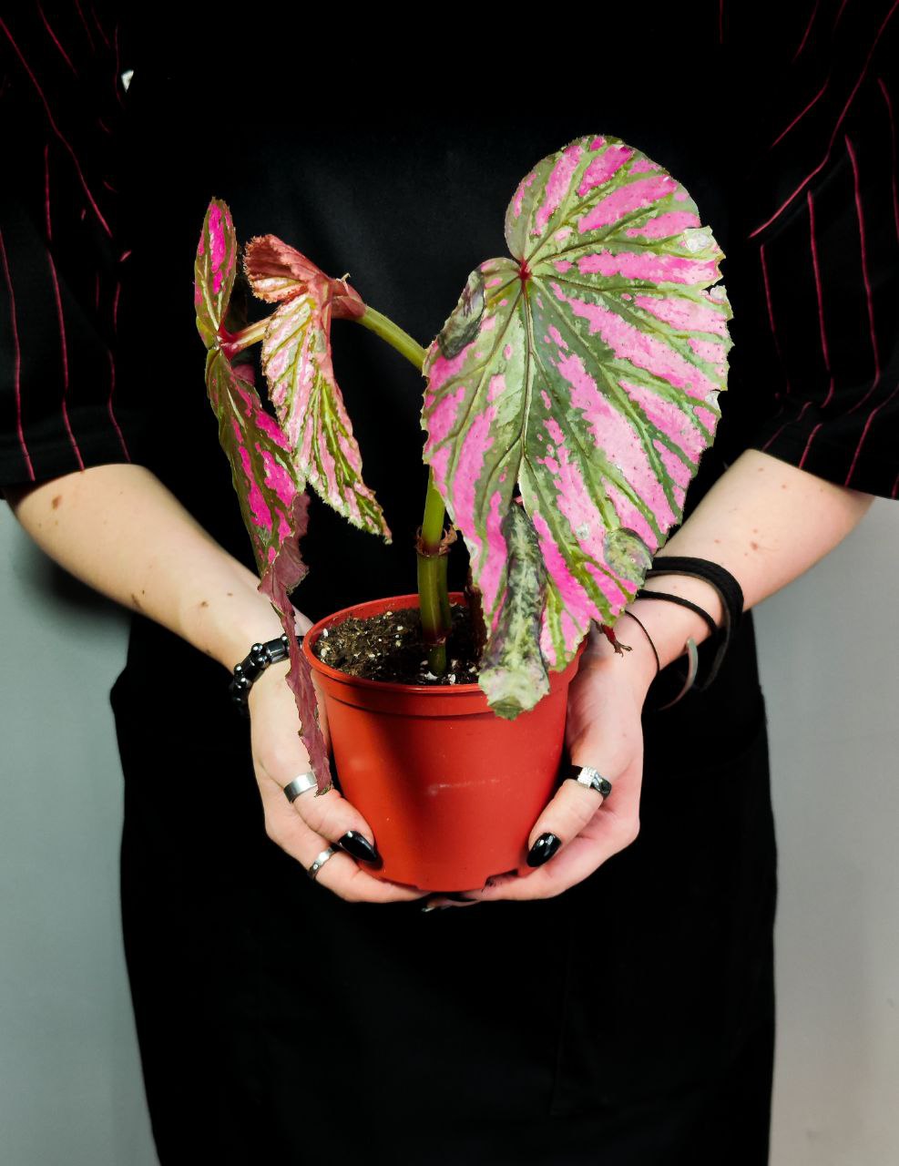 Бегония Бревиримоза Экзотика (Begonia Brevirimosa Exotica) D12см