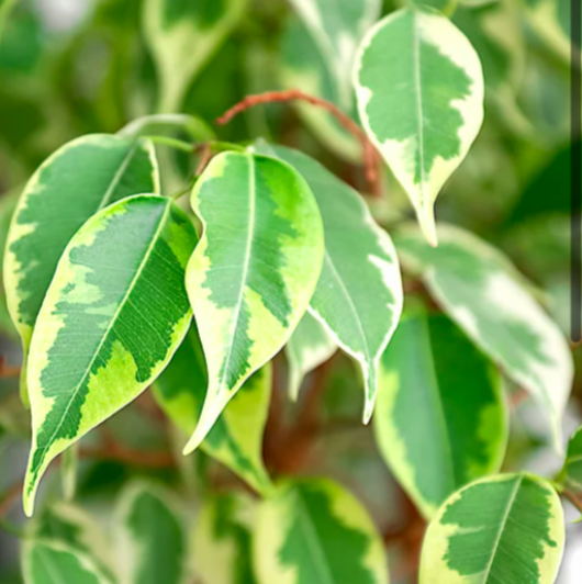 Фикус Бенджамина Кинки в джуте (Ficus Be Kinky Jute Stam) D12см