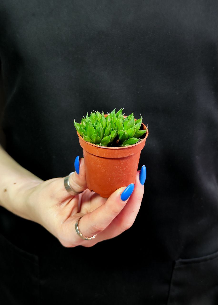 Хавортия Льдевидная Груп (Haworthia Сymbiformis Group) D5см