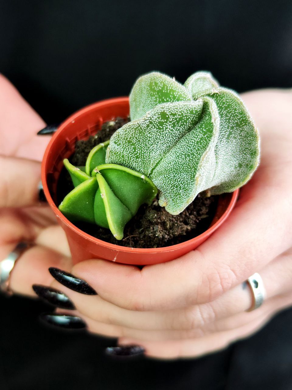 Астрофитум Груп (Astrophytum Group) D5см