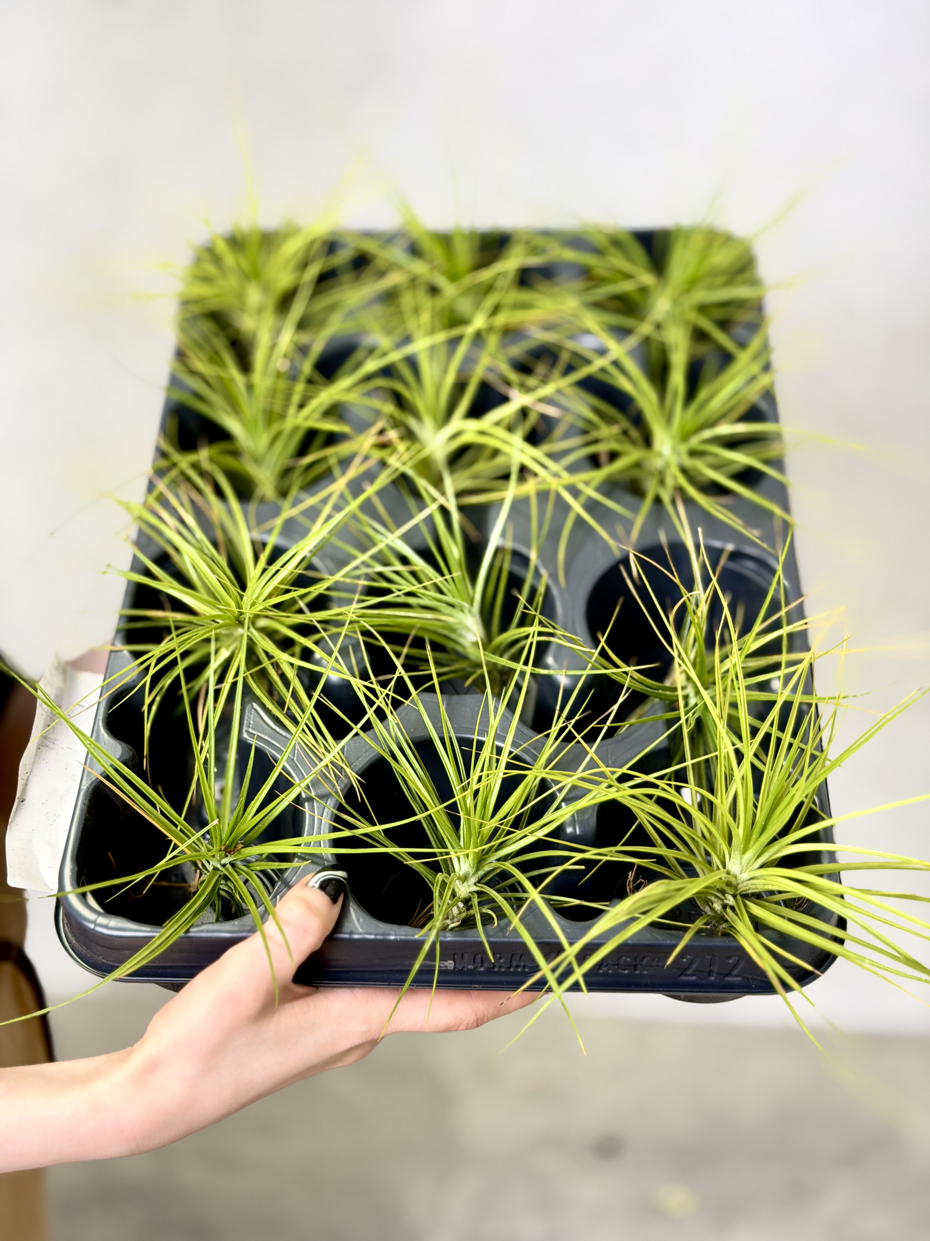 Тилландсия Стеблевая, или  Каулесценс (Tillandsia Caulescens)