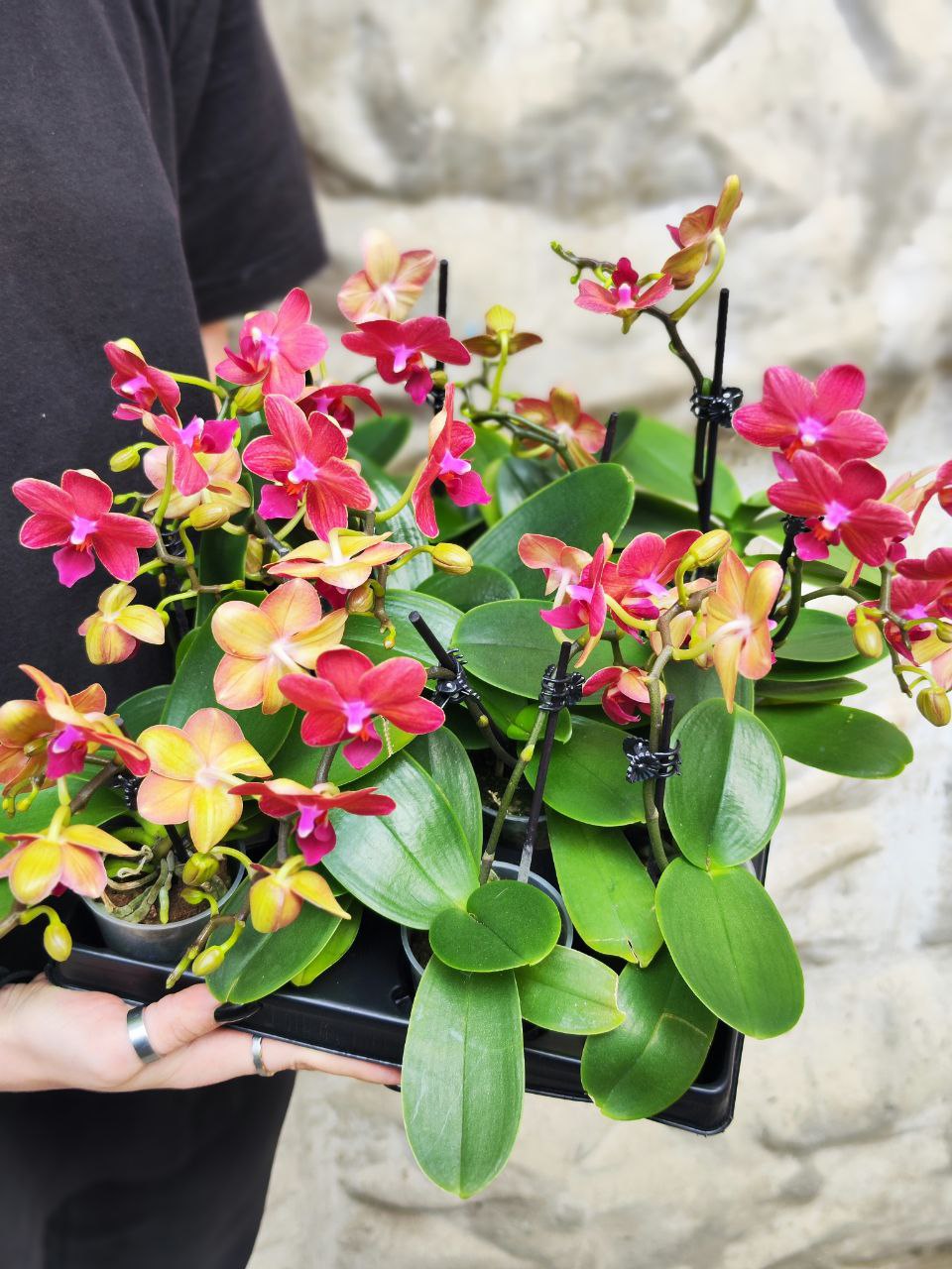 Орхидея Фаленопсис Мини Красная (Phalaenopsis Multiflora Red) D6см