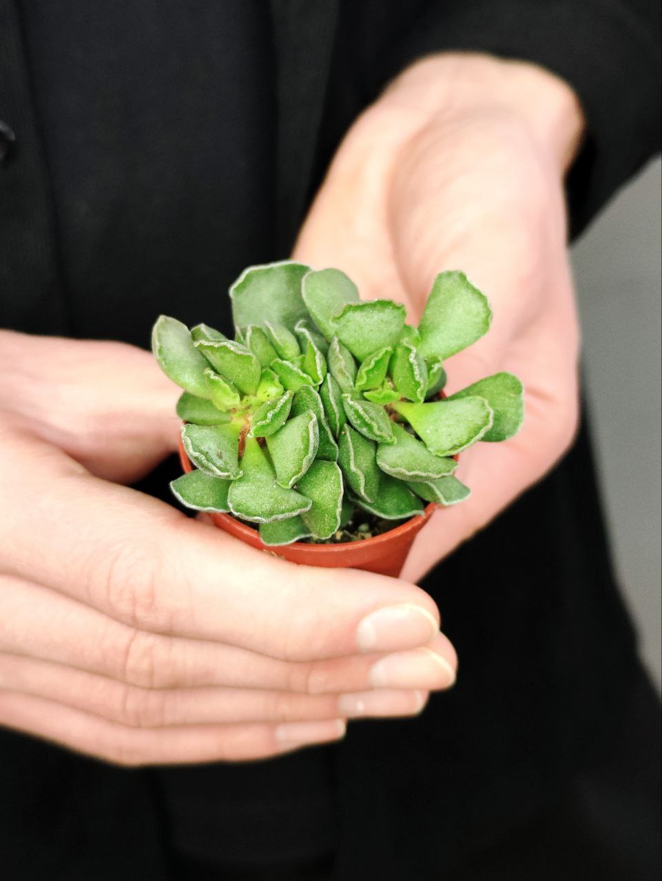 Адромискус Гребенчатый (Adromischus Cristatus) D5см