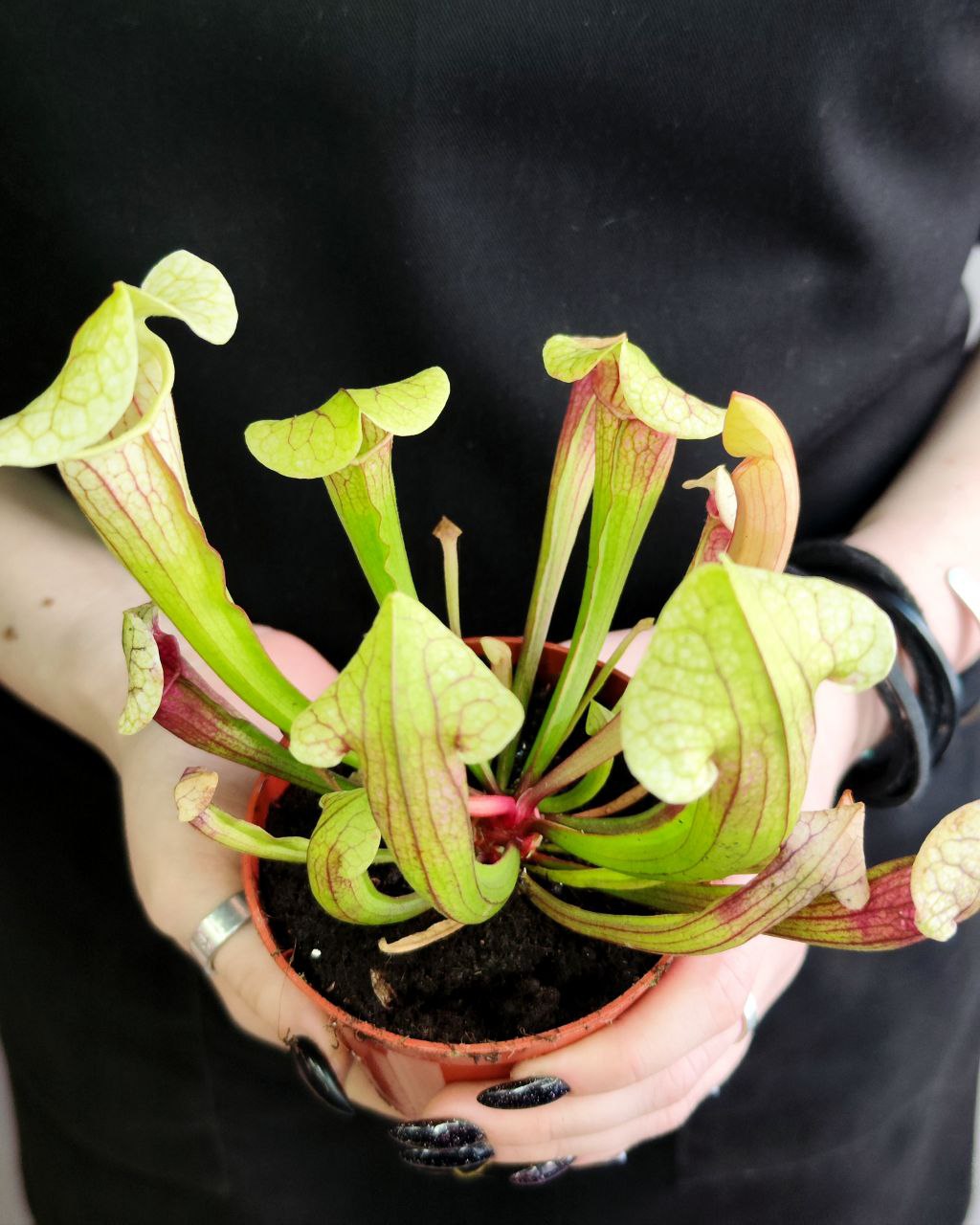 Саррацения Эва (Sarracenia Eva) D9см
