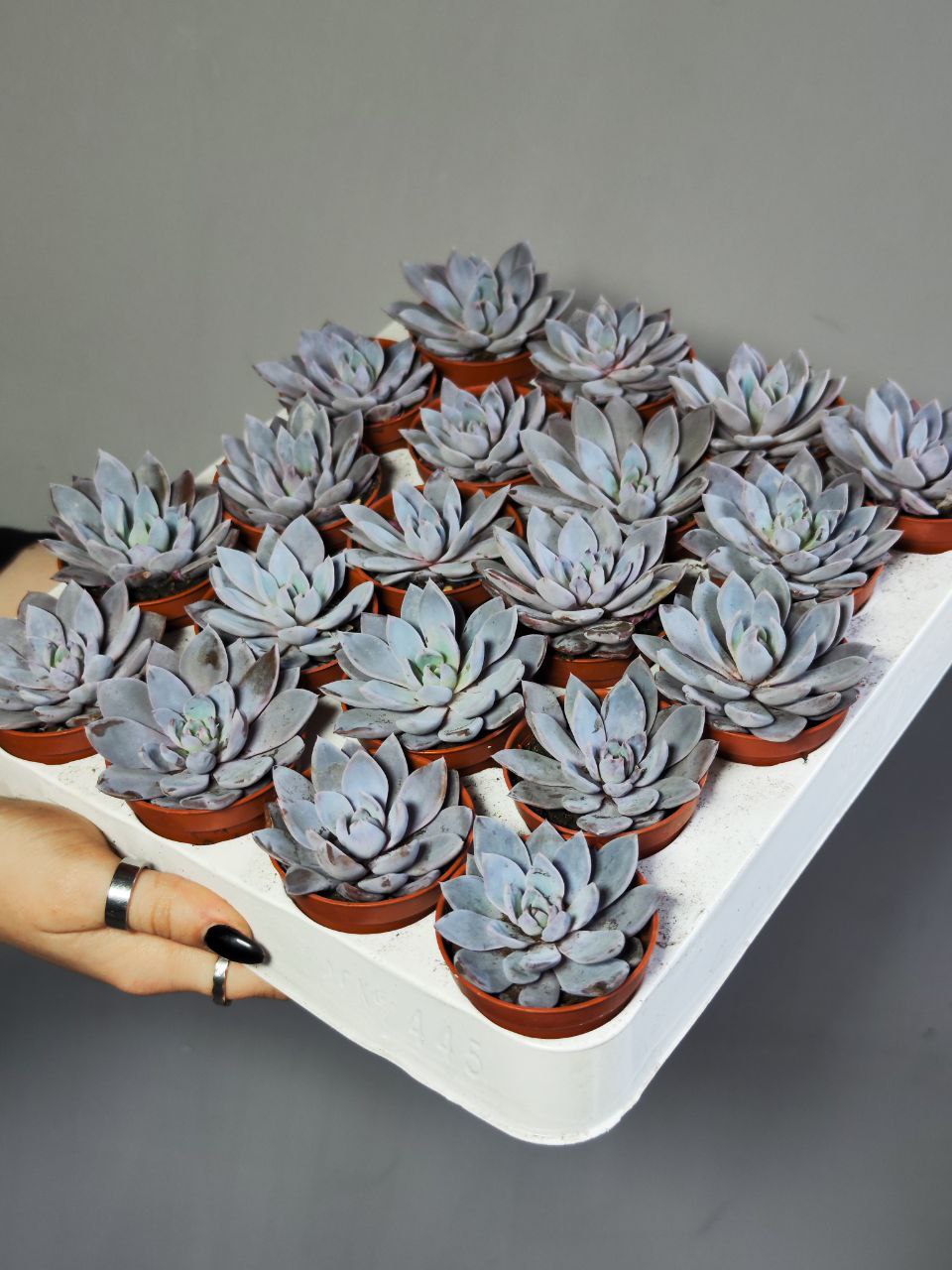 Граптоверия Лулу (Graptoveria Lulu) D5см