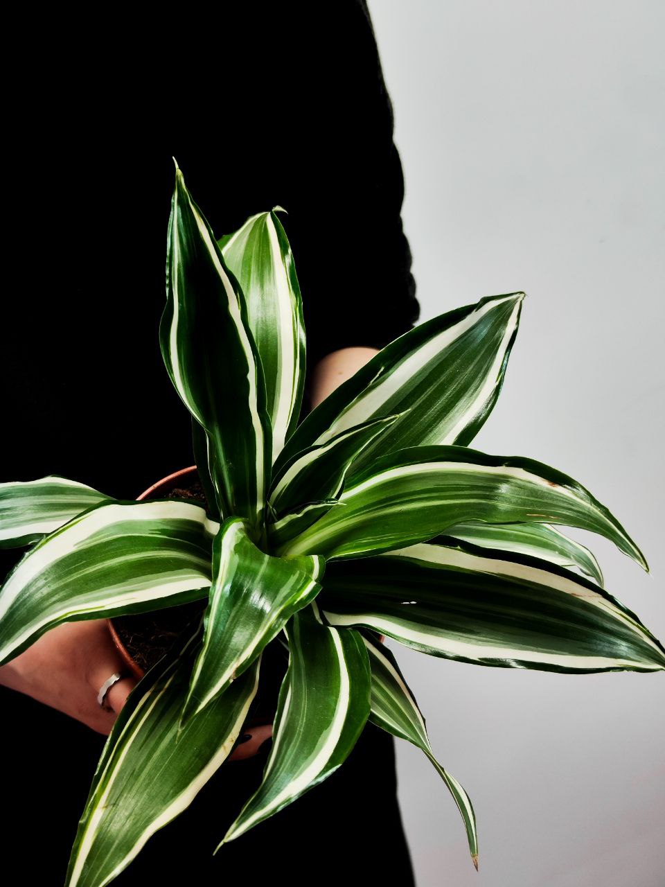 Драцена Вайт Джевел (Dracaena Dragontree White Jewel) D12см