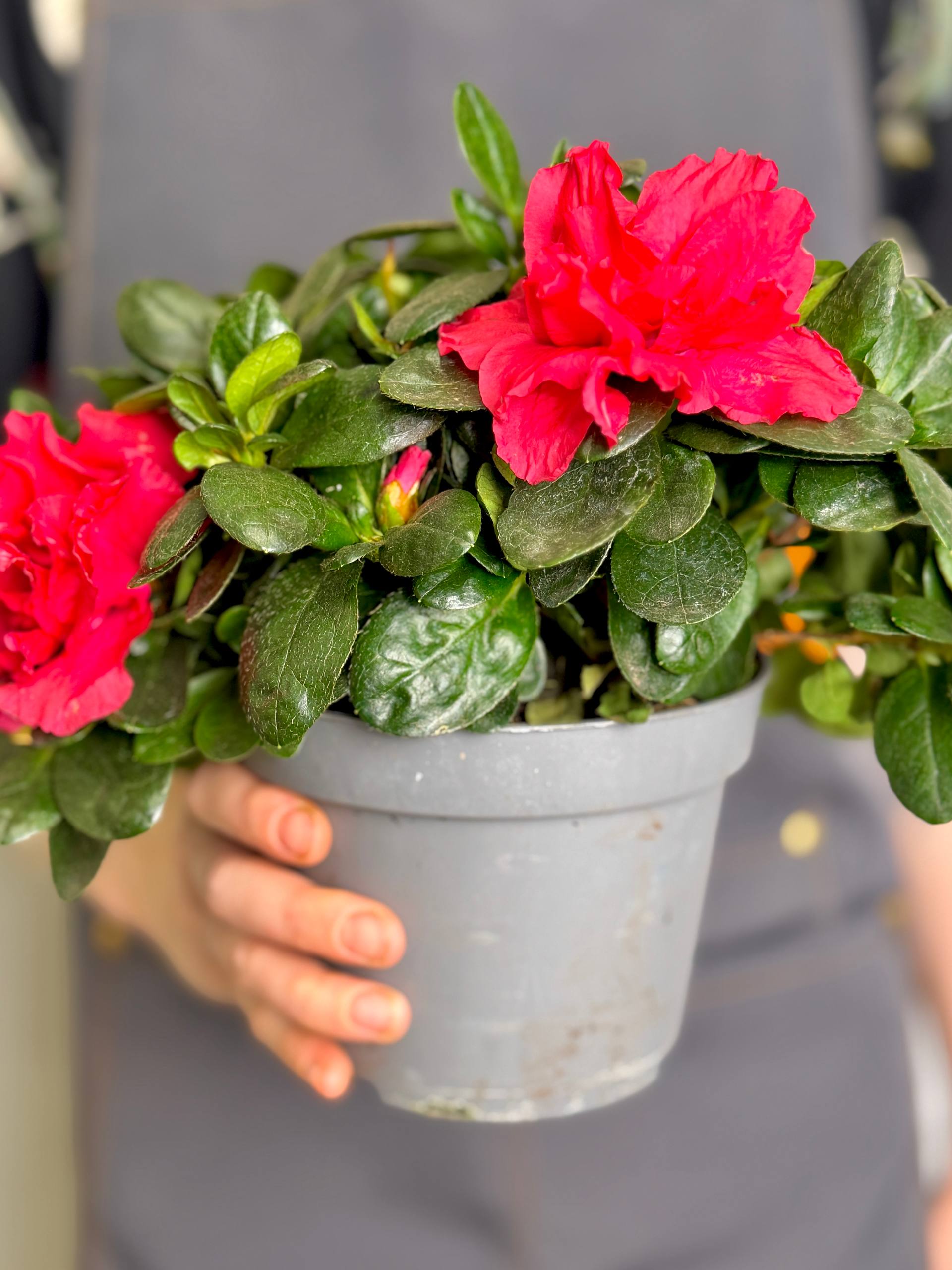 Азалия (Рододендрон) Индийская Красная (Azalea Indica Red) D13см