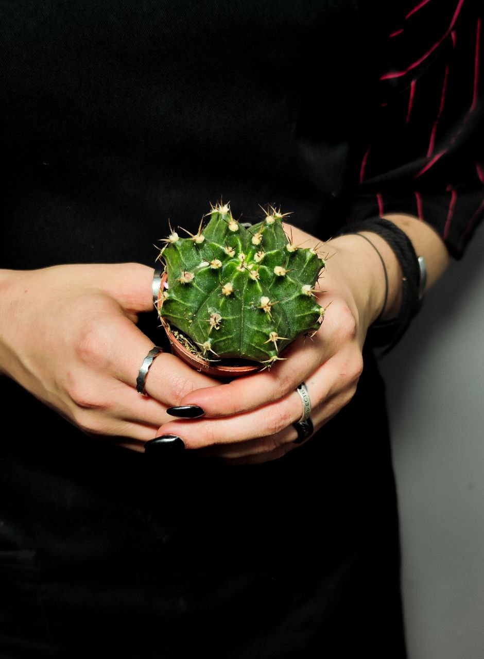 Кактус Гимнокалициум Михановича (Gymnocalycium Mihanovichii) D5см