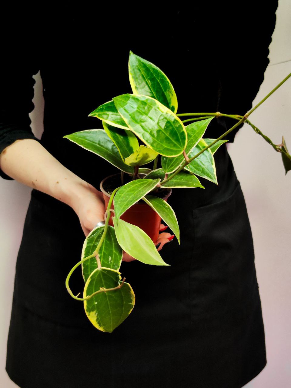 Хойя Латифолия Альбомаргината (Hoya Latifolia Albomarginata) D10см