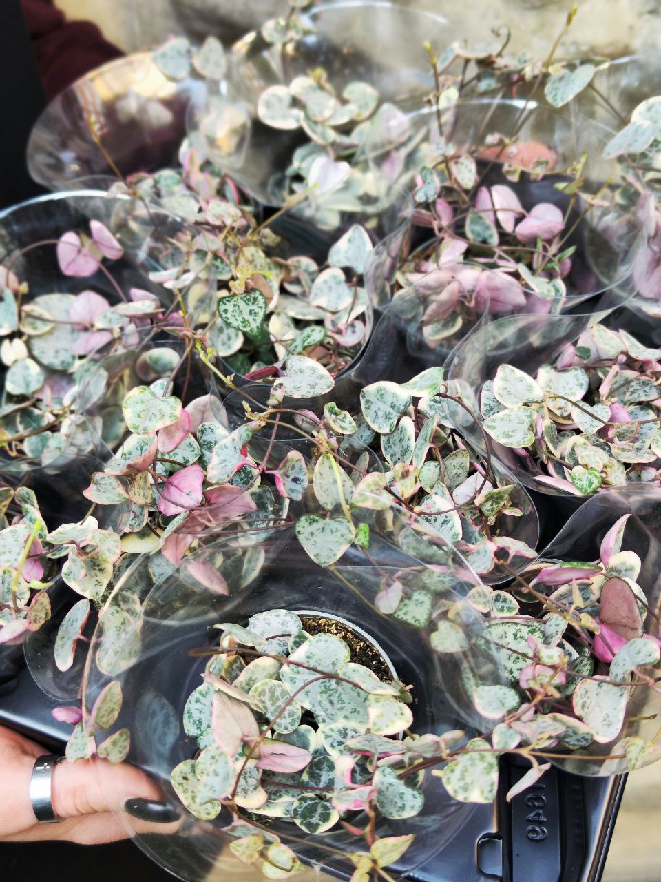 Церопегия Вуда Вариегатная (Ceropegia Woodii Variegata) D6см