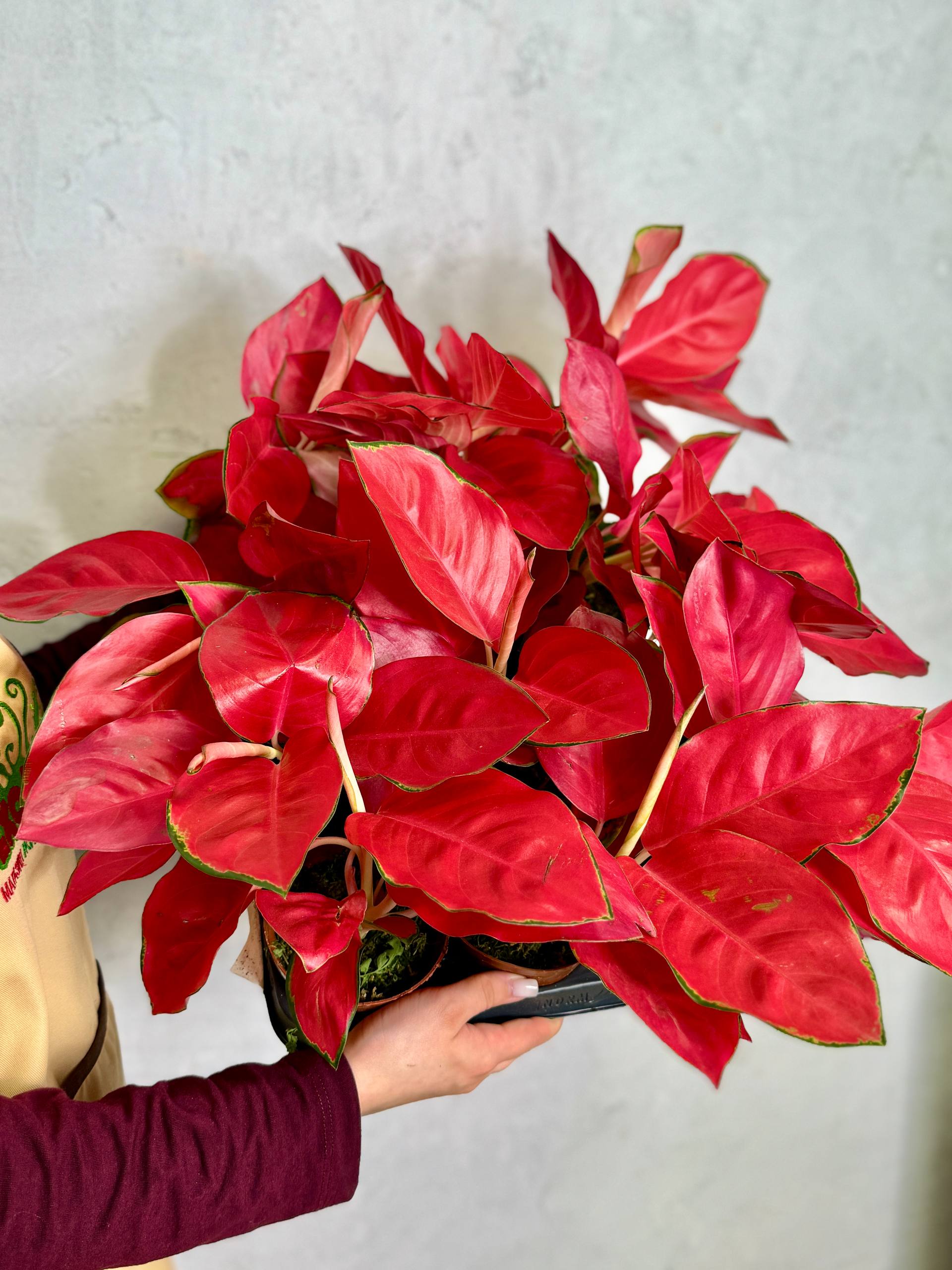 Аглаонема Чайна Ред (Aglaonema China Red) D10см