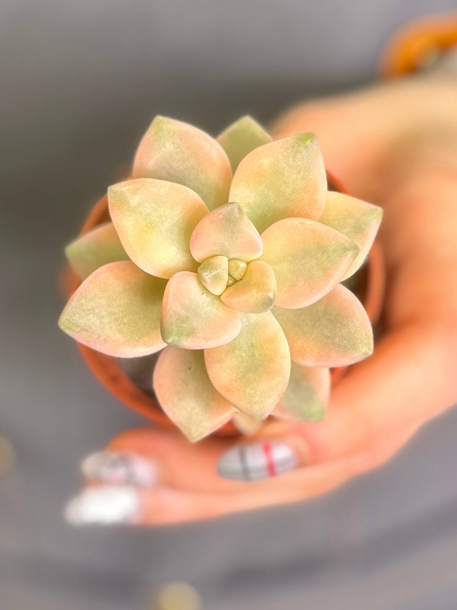 Граптоверия Титубанс Вариегата (Graptoveria Titubans Variegata) D5см