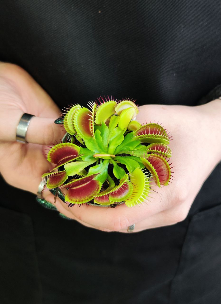 Венерина Мухоловка Малютка (Dionaea Muscipula) D6см