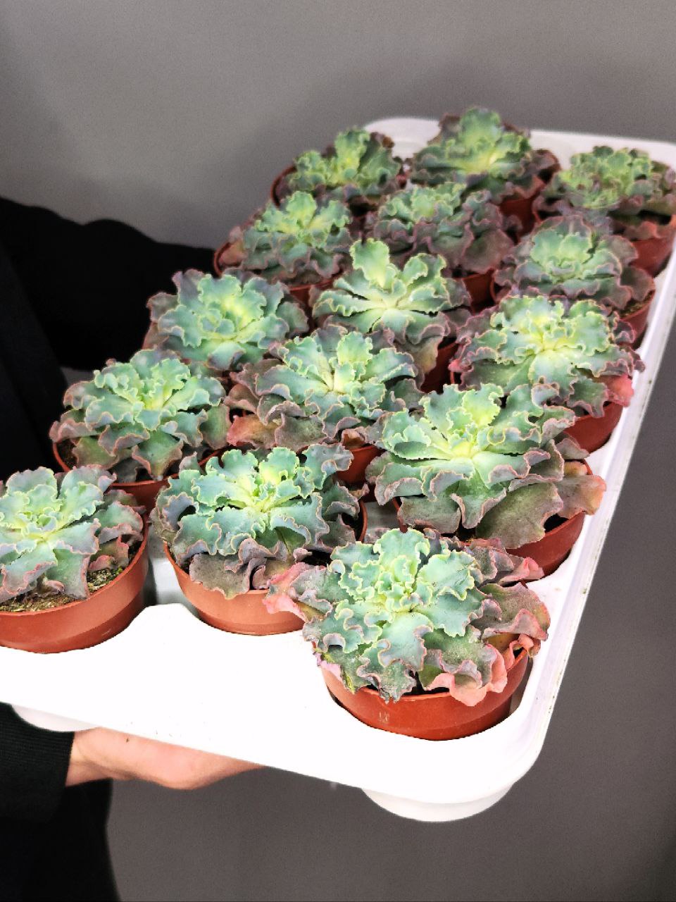 Эхеверия Шавиана Голубые Кудри (Echeveria Shaviana Blue Curls) D8,5см