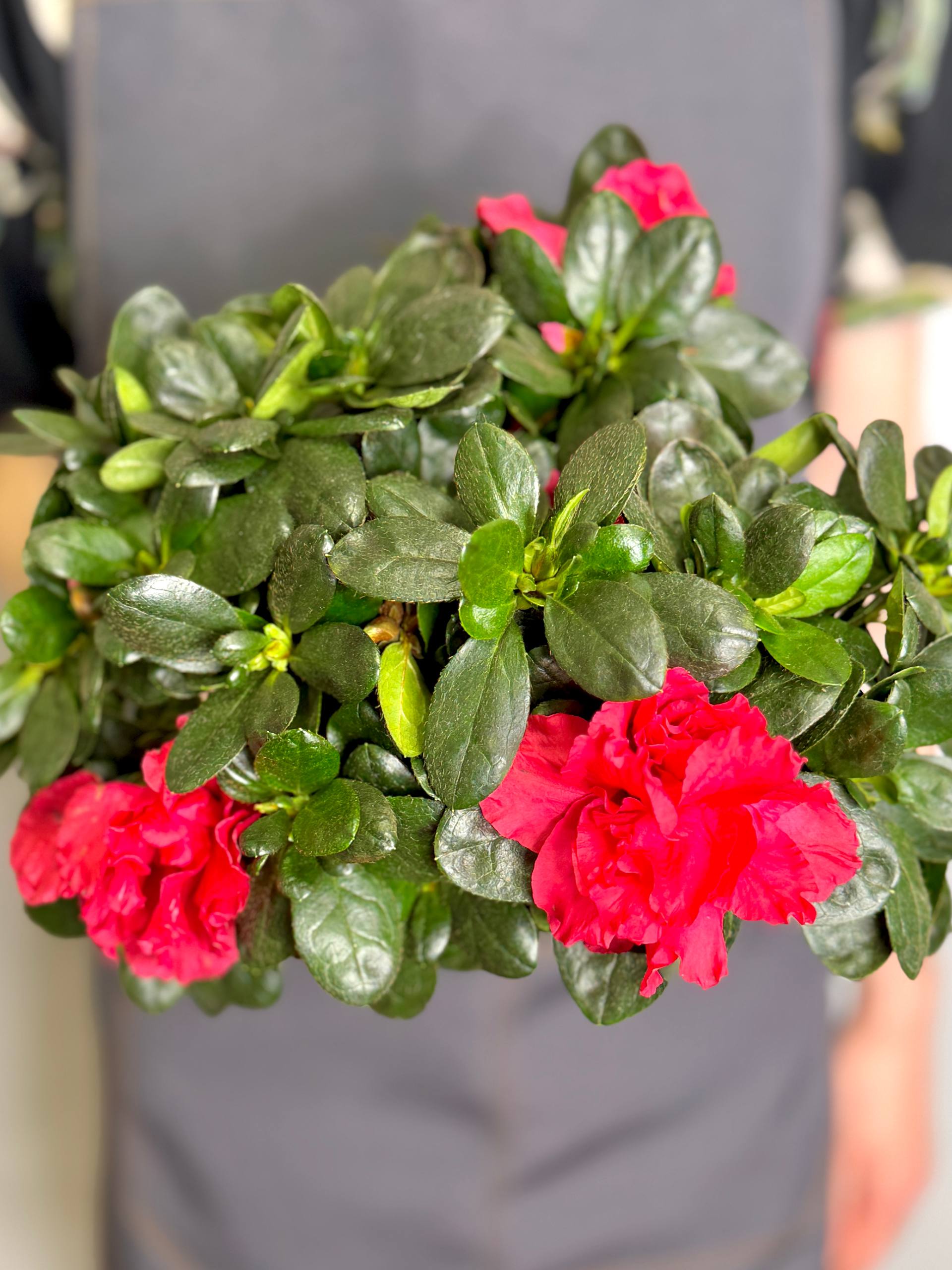 Азалия (Рододендрон) Индийская Красная (Azalea Indica Red) D13см