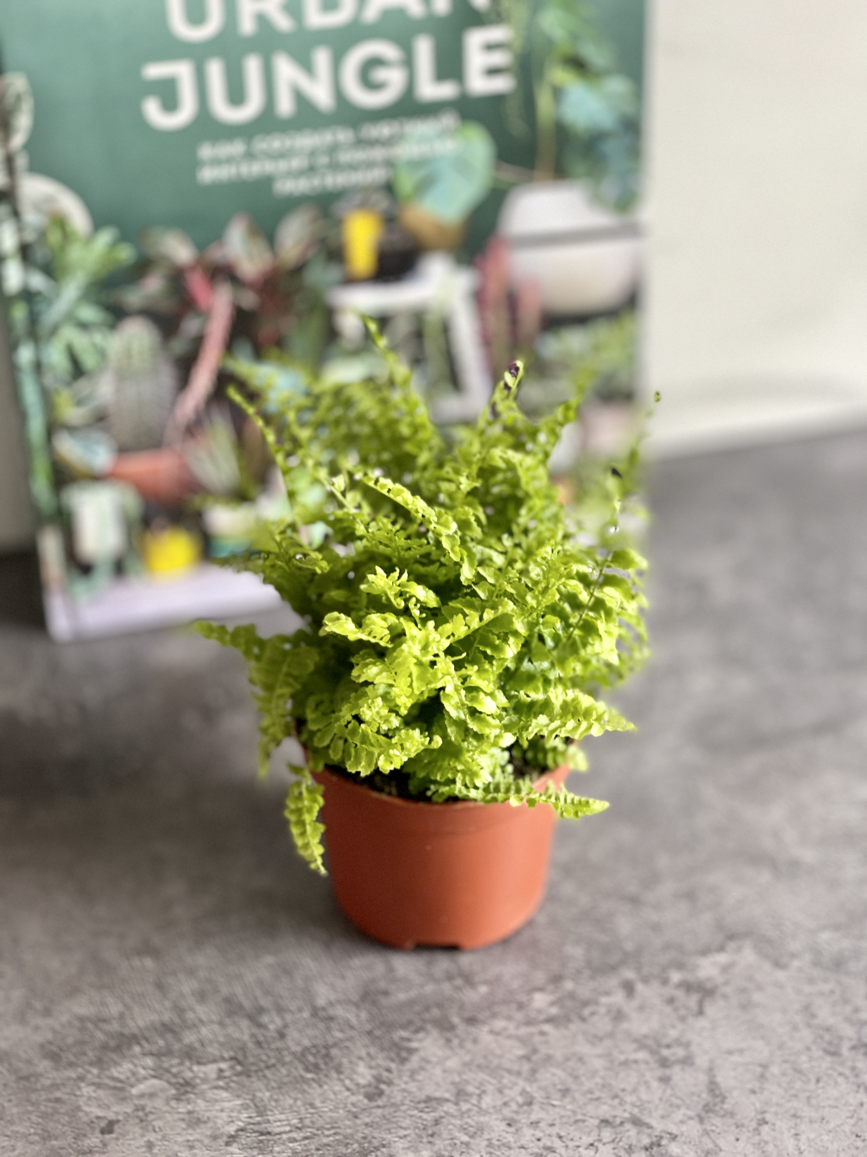 Нефролепис Возвышенный (Nephrolepis Exaltata Fluffy Ruffle) D8,5см