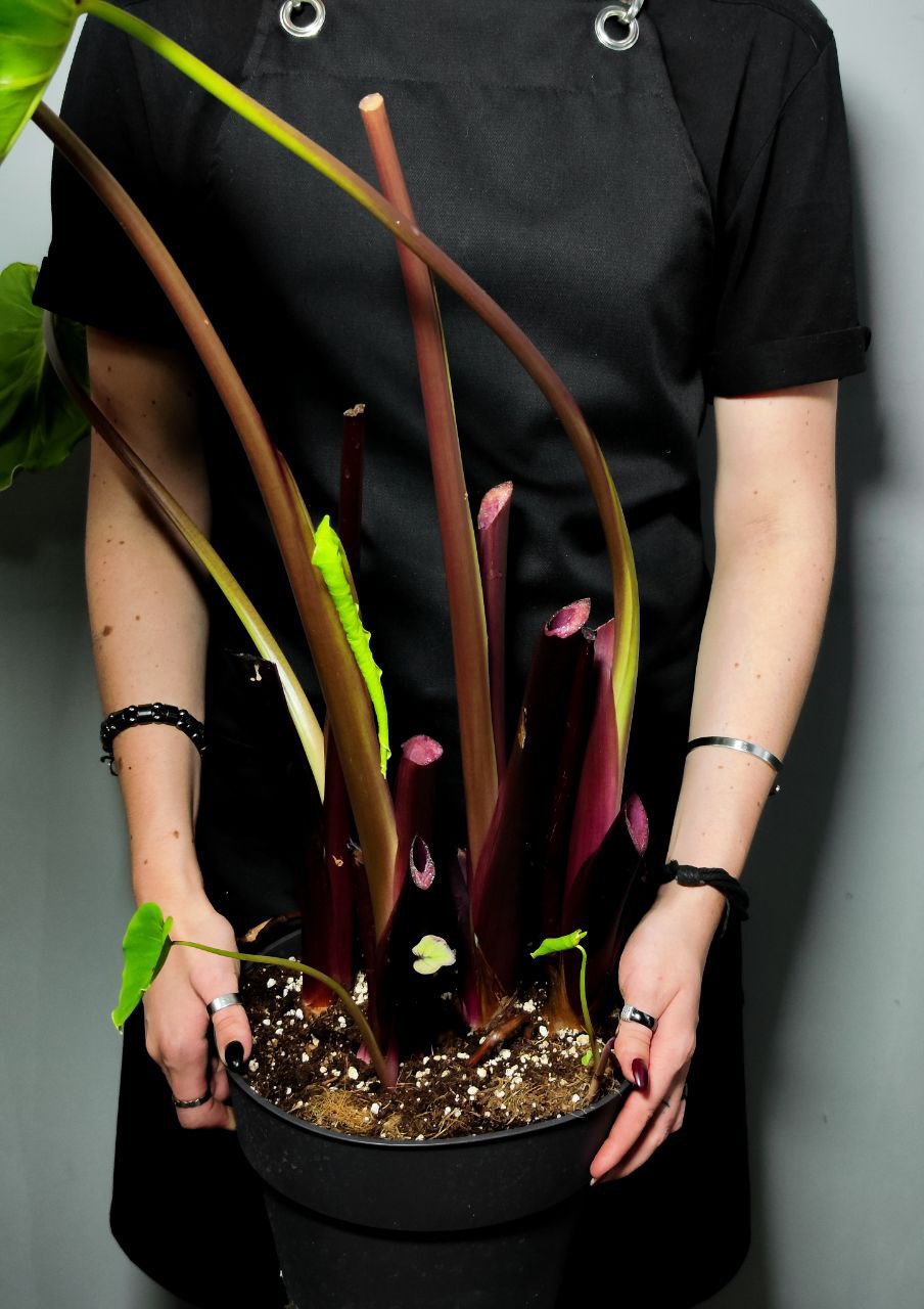 Колоказия Маска Фараона Черная (Colocasia Pharaoh's Mask) D21см (КЛУБНИ)