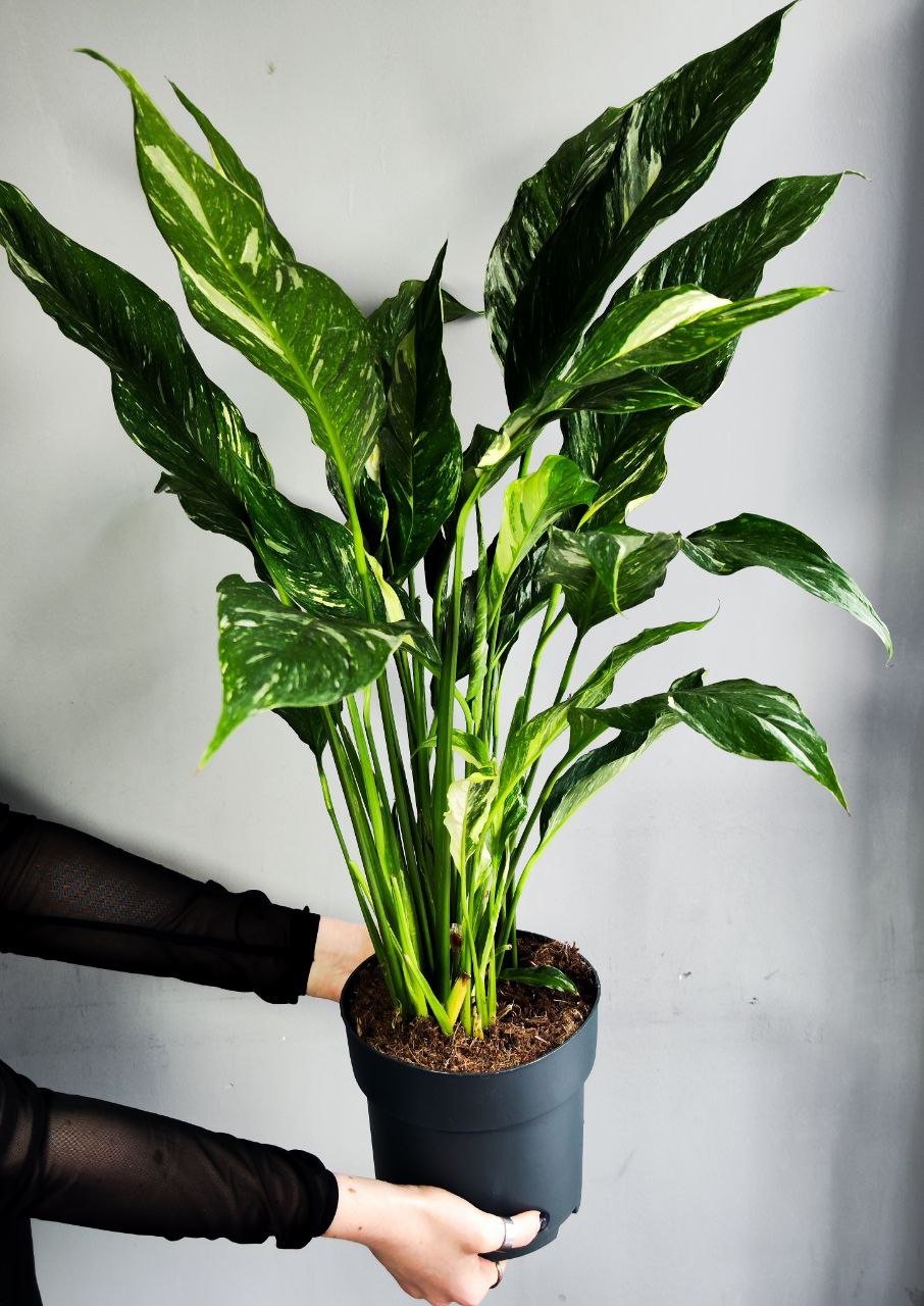 Спатифиллум Вариегатный Даймонд (Spathiphyllum Diamond Variegated) D14см