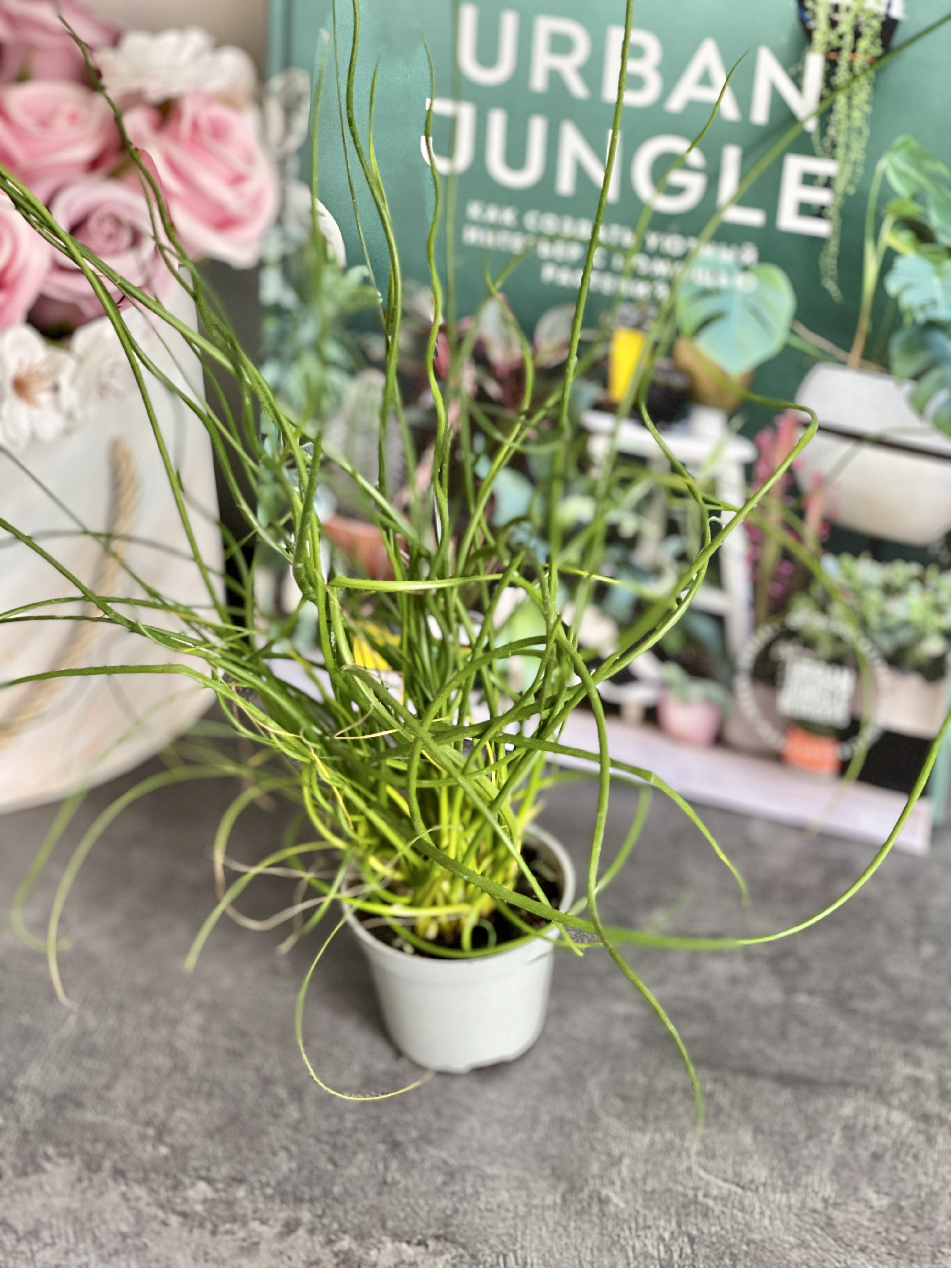 Джункус Спиралис, или Ситник (Juncus Spiralis) D6см