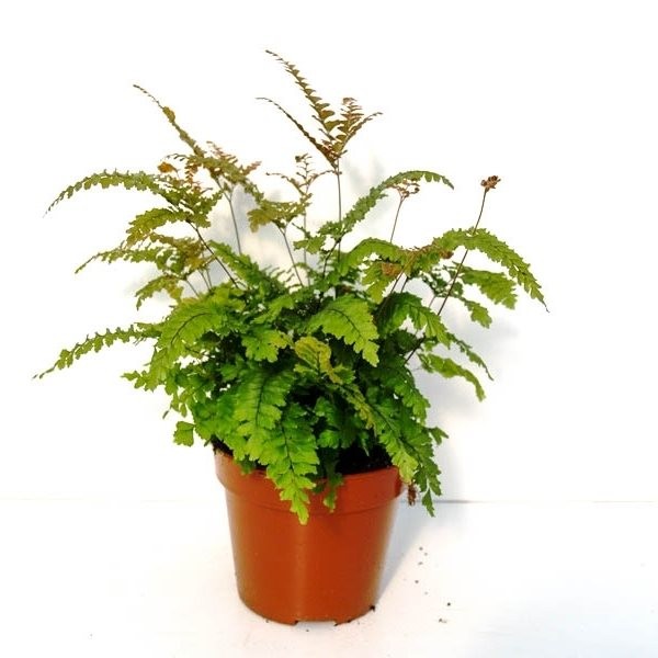 Адиантум Хиспидилум (Adiantum Hispidulum) D8,5см
