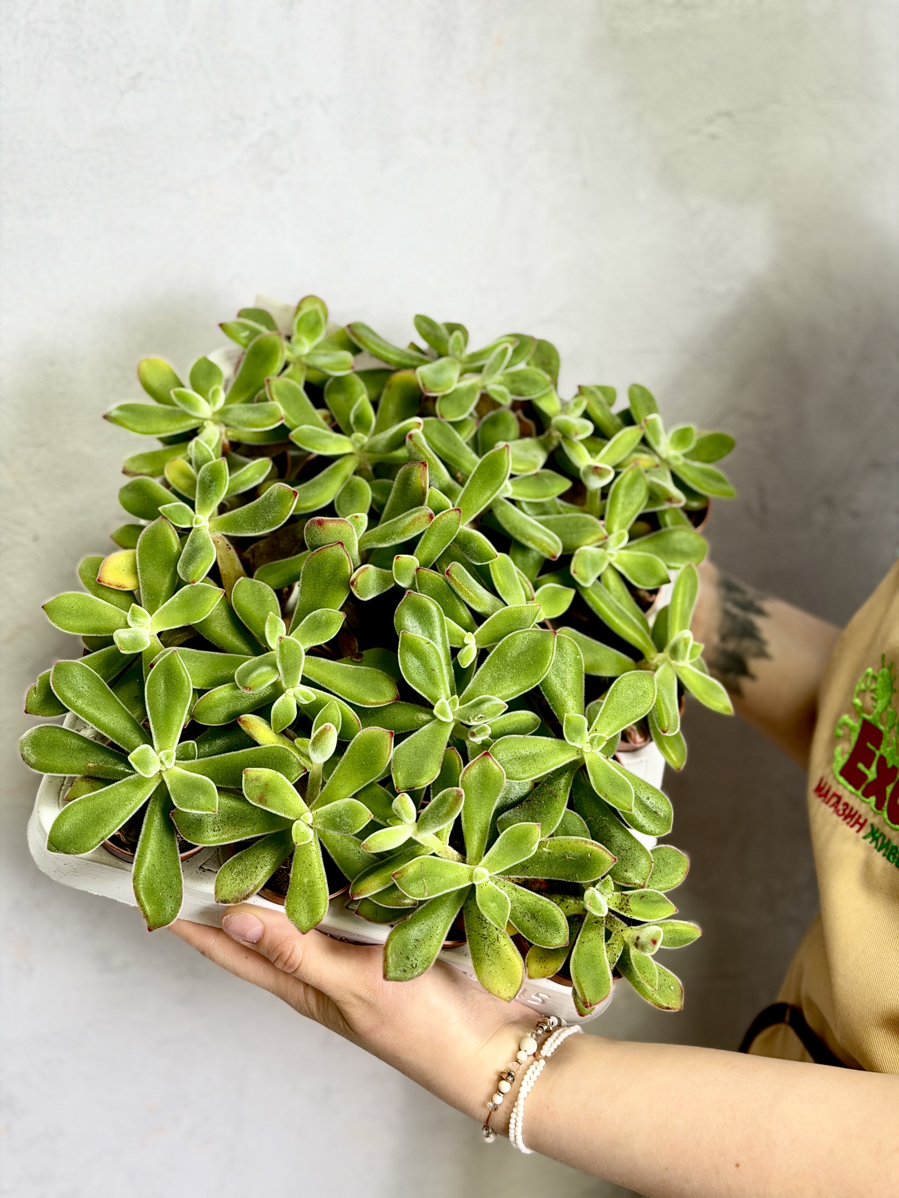 Эхеверия Пульвината Руби (Echeveria Pulvinata Ruby Blush) D5см