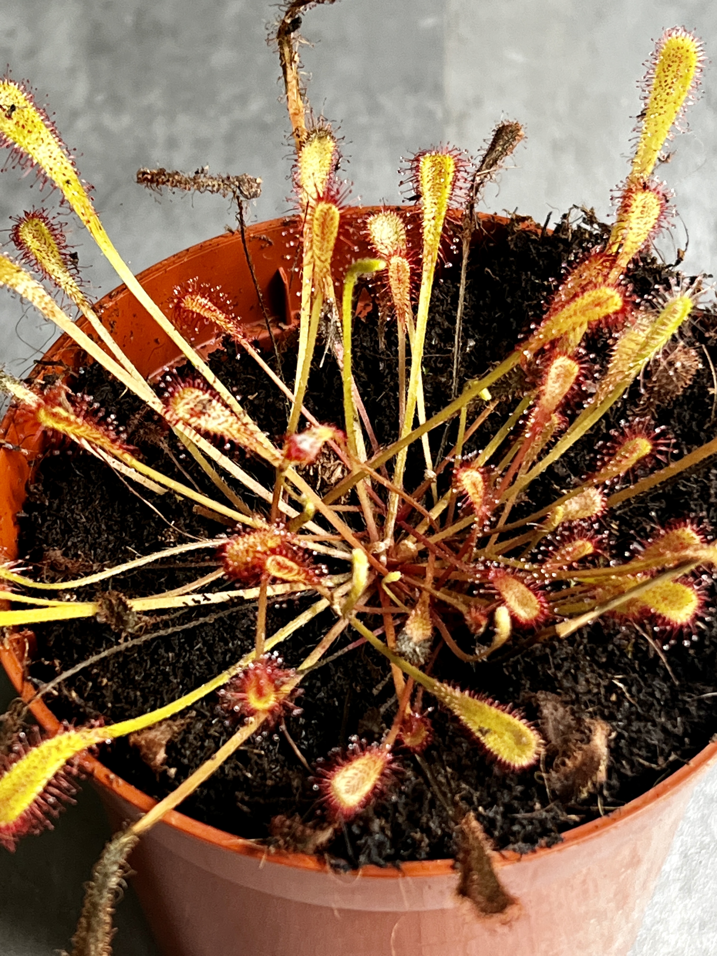 Росянка нидиформис (drosera nidiformis) D9см