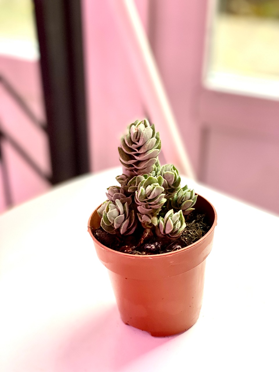 Крассула Айвори Пагода (лат. Crassula Ivory Pagoda) D8см
