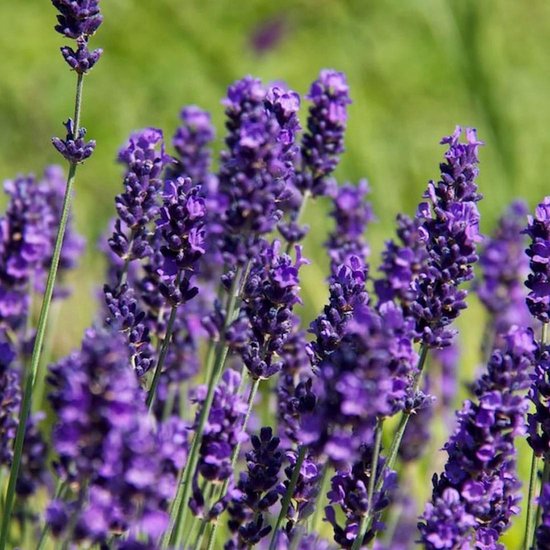 Лаванда Узколистная «Хидкот Блю» (Lavandula Angustifolia Hidcote Blue) D11см
