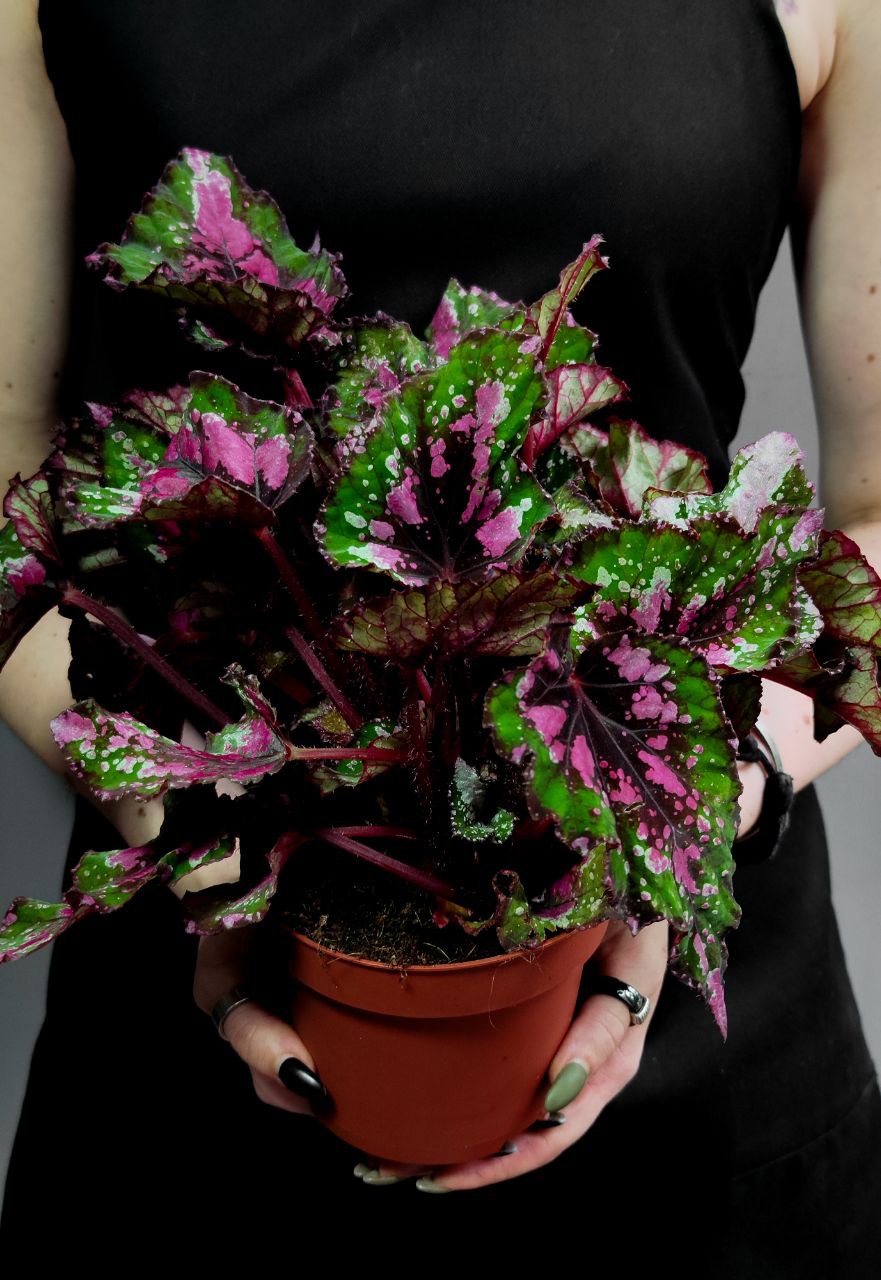 Бегония Рекс Аляска Крик (Begonia Beleaf Alaska Creek) D12см