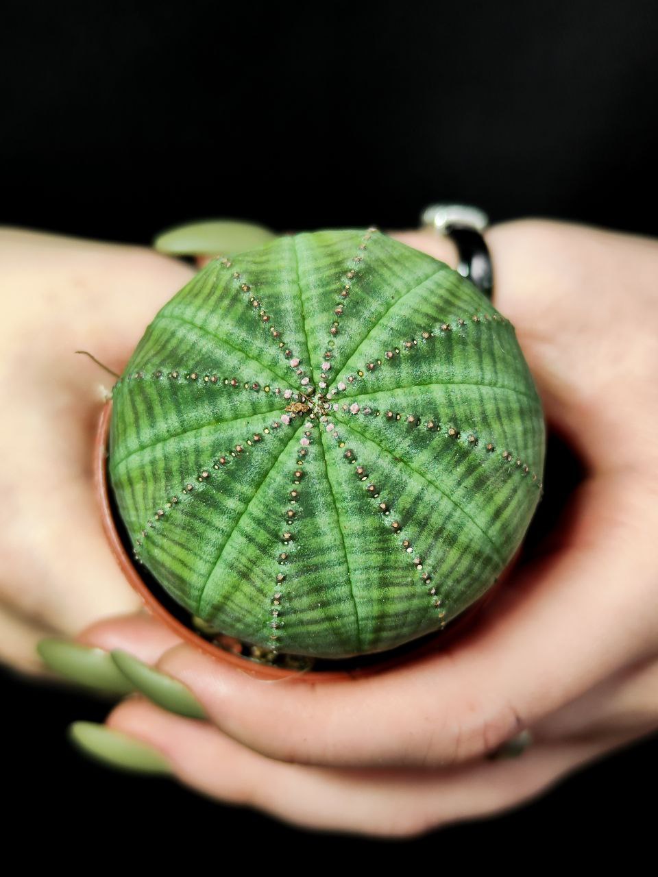 Молочай Тучный (Euphorbia Obesa) D5см