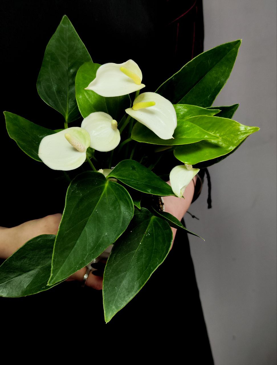 Антуриум Андреанум Вайт Чемпион (Anthurium An White Champion) D9см
