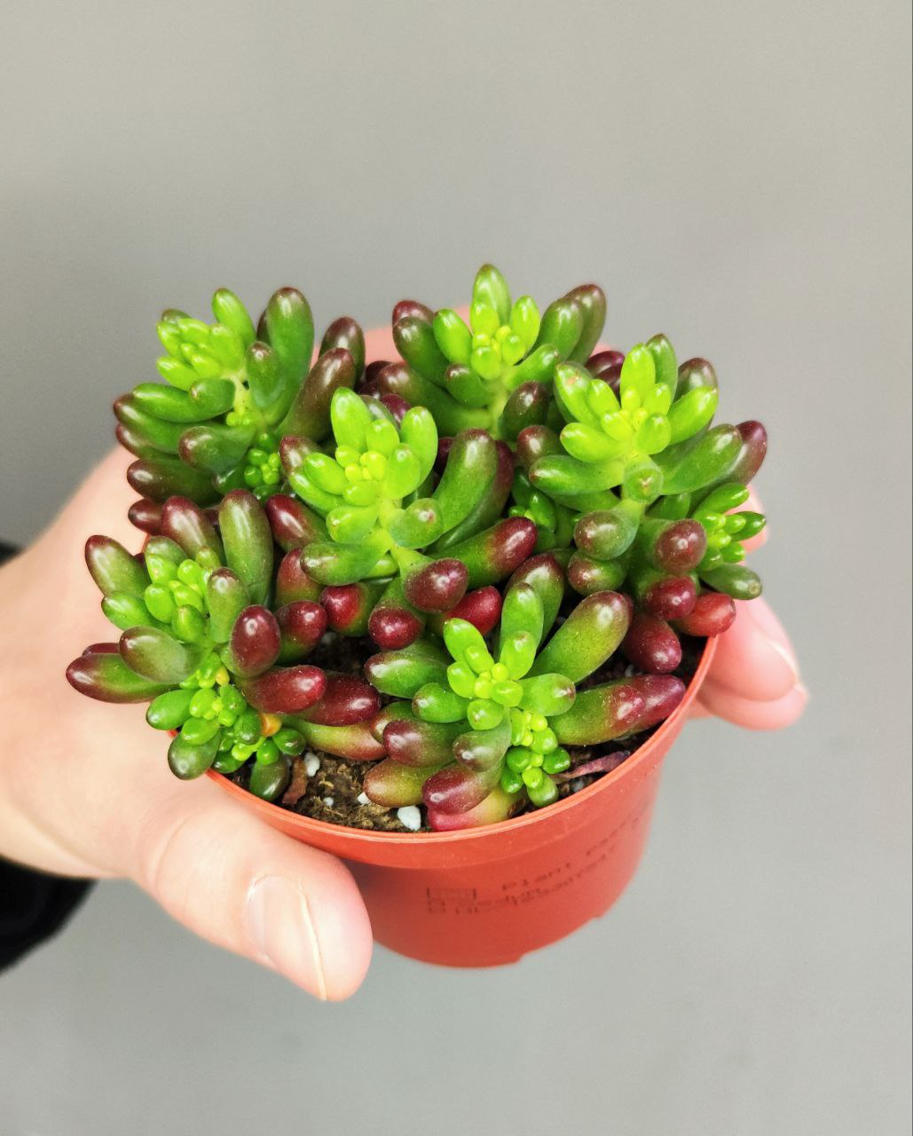 Седум Рубротинктум Аврора (Sedum Rubrotinctum Aurora) D8см