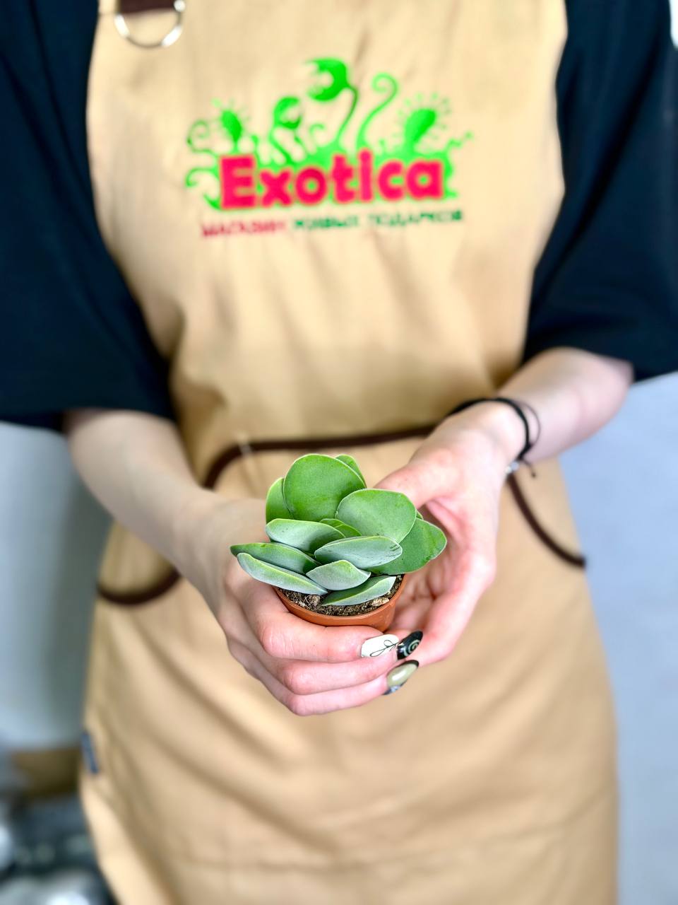 Крассула Котиледонис (Crassula Cotyledonis) D5см