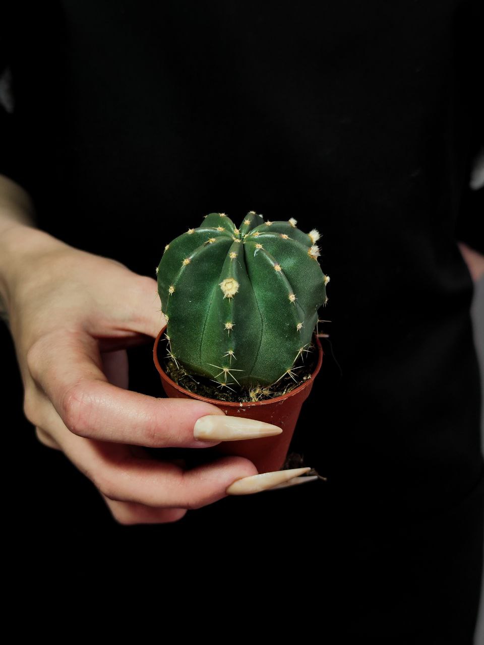 Эхиноцереус Инермис (Echinocereus Inermis) D5см