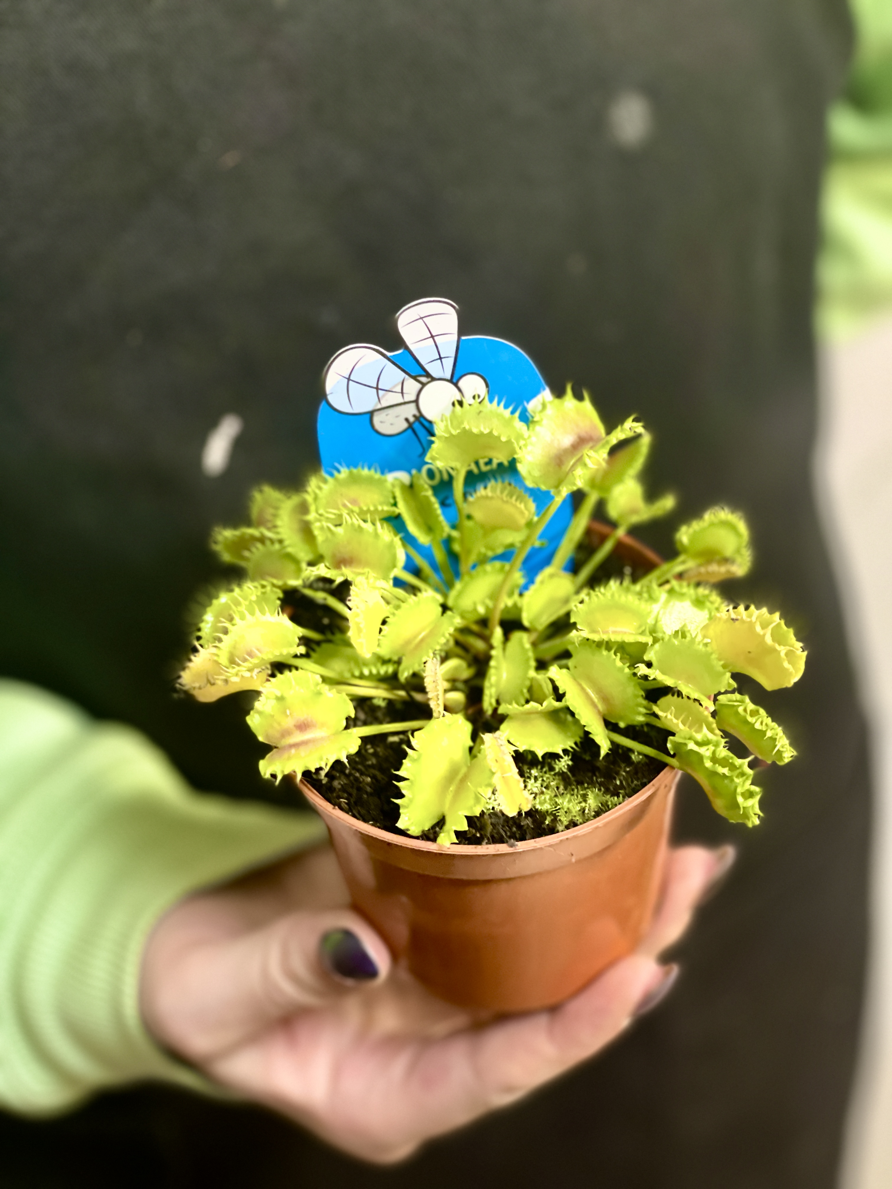 Венерина Мухоловка Зип (Dionaea Muscipula Zipp) D9см
