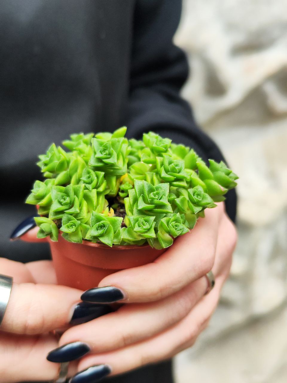 Крассула Марниериана Майор (Crassula Marneriana Major) D5см