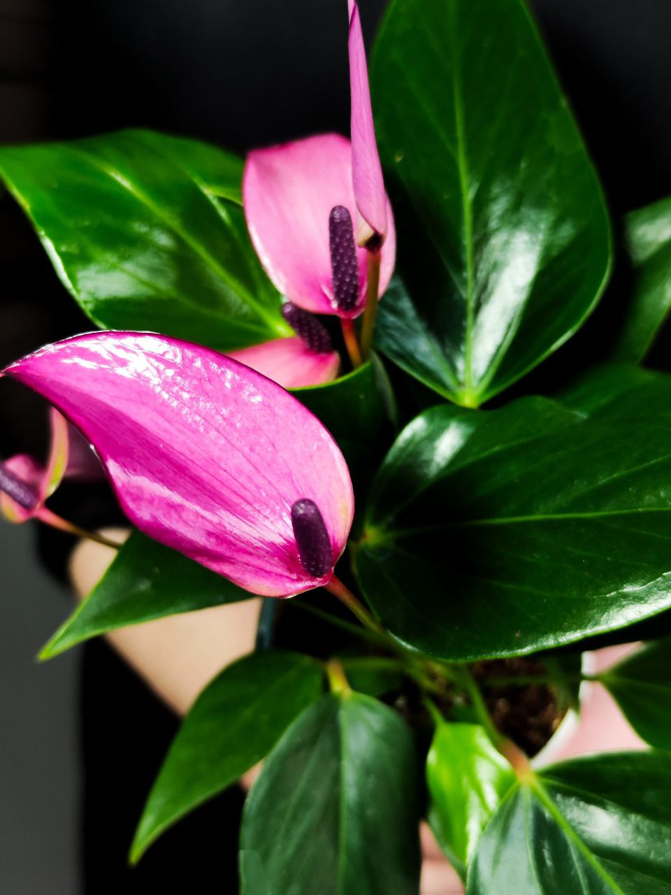 Антуриум Андре Зизу (Anthurium Andre Zizou) D9см