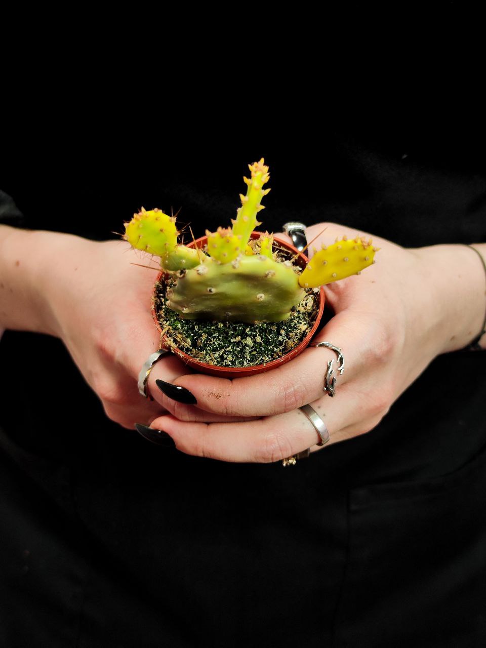 Опунция Крейзи Вайт (Opuntia Crazy White) D6см