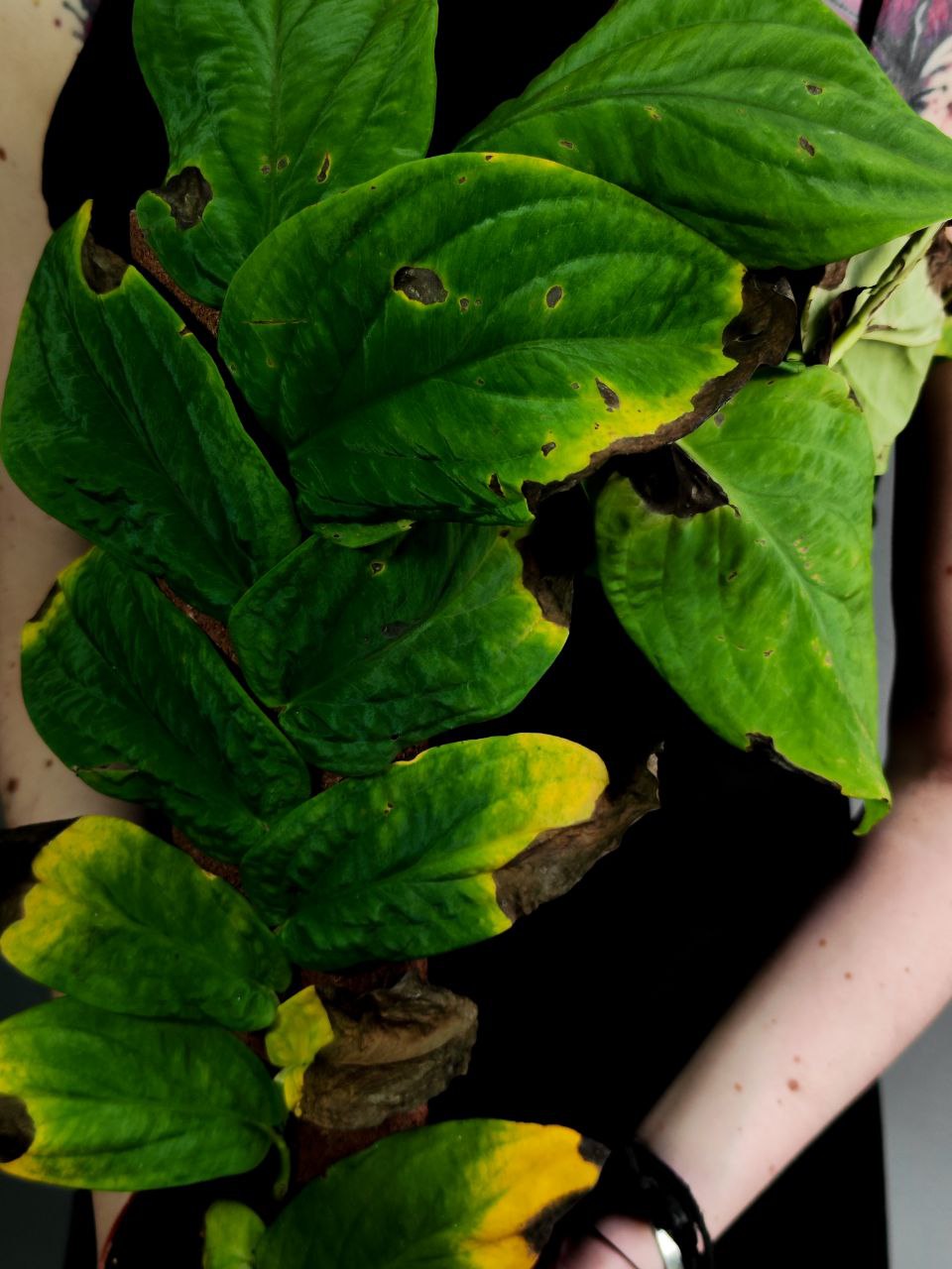 Рафидофора Кортхалса УЦЕНЕННАЯ (Rhaphidophora Korthalsii) D14см