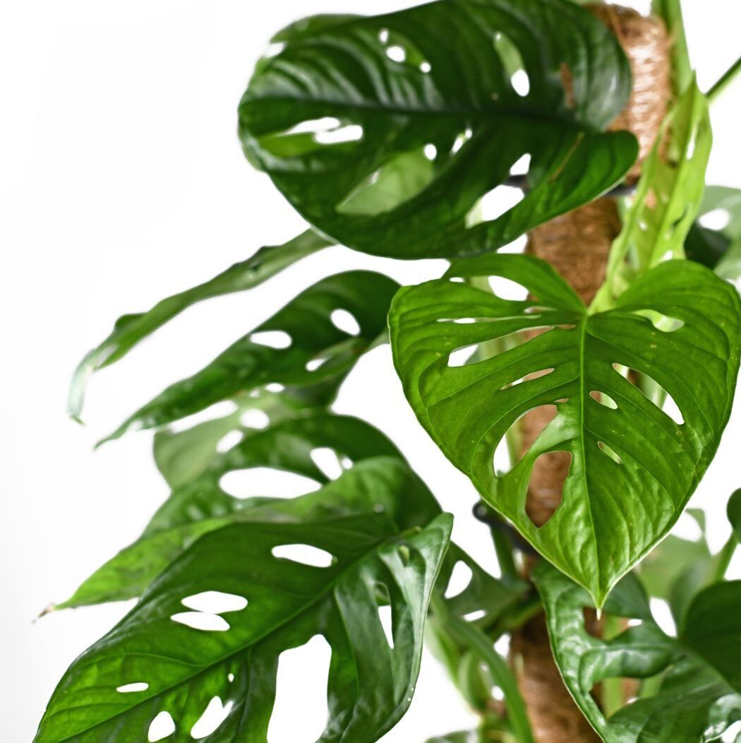 Монстера Акумината (Monstera Acuminata) D6см