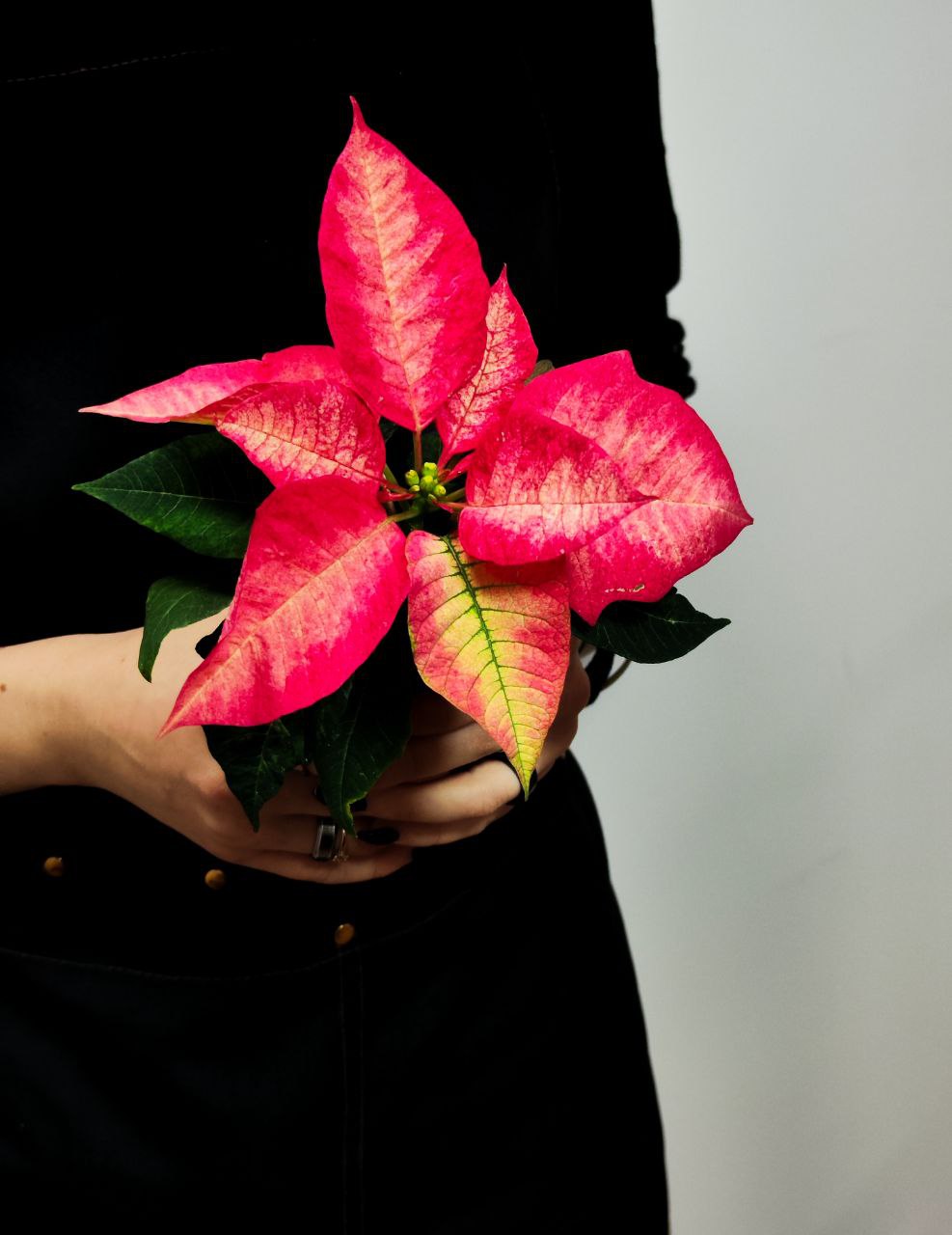 Пуансеттия Ред Мэджик (Poinsettia Red Magic) D6см