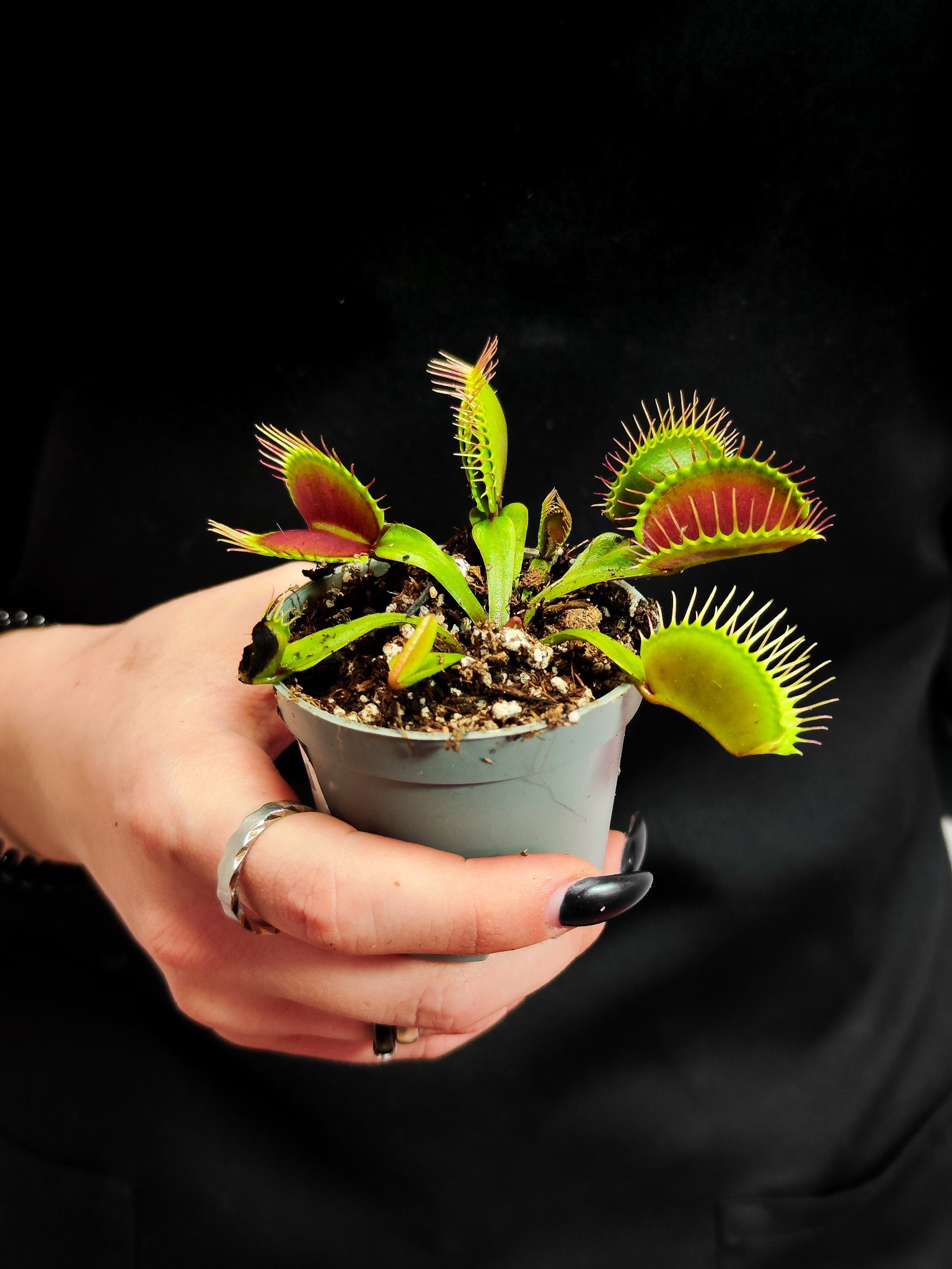 Венерина Мухоловка G16 (Dionaea Muscipula G16) D5см
