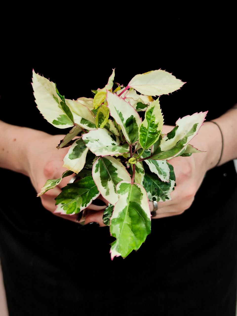 Гибискус Вариегатный (Hibiscus Rosa-Sinensis Variegata) D6см