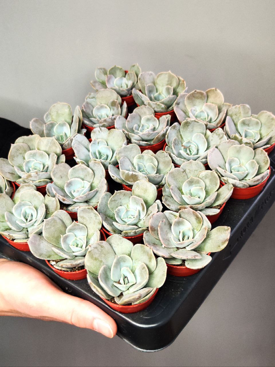 Эхеверия Поллюкс (Echeveria Pollux) D5см