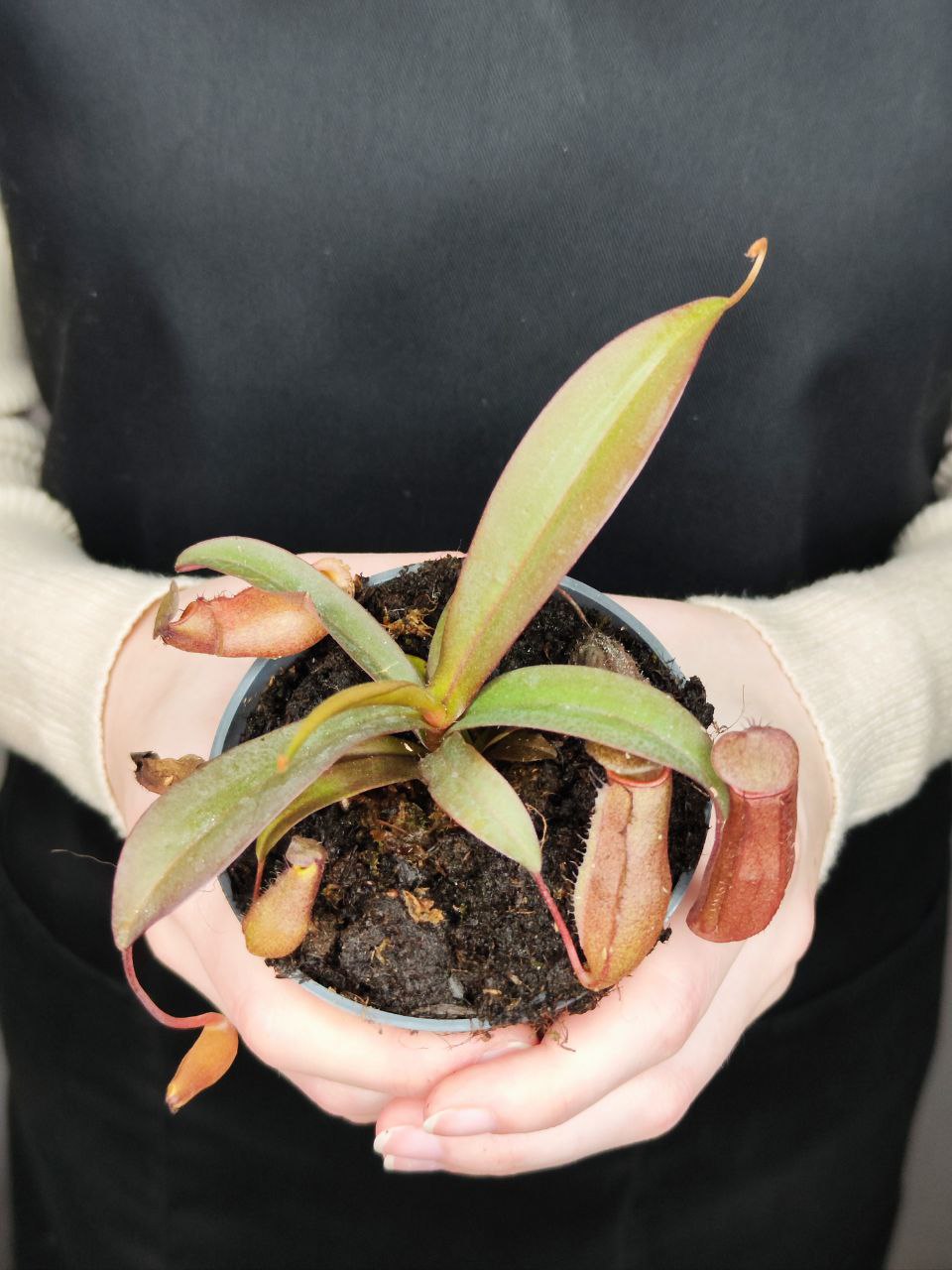 Непентес Сангвинея (Nepenthes Sanguinea) D9см