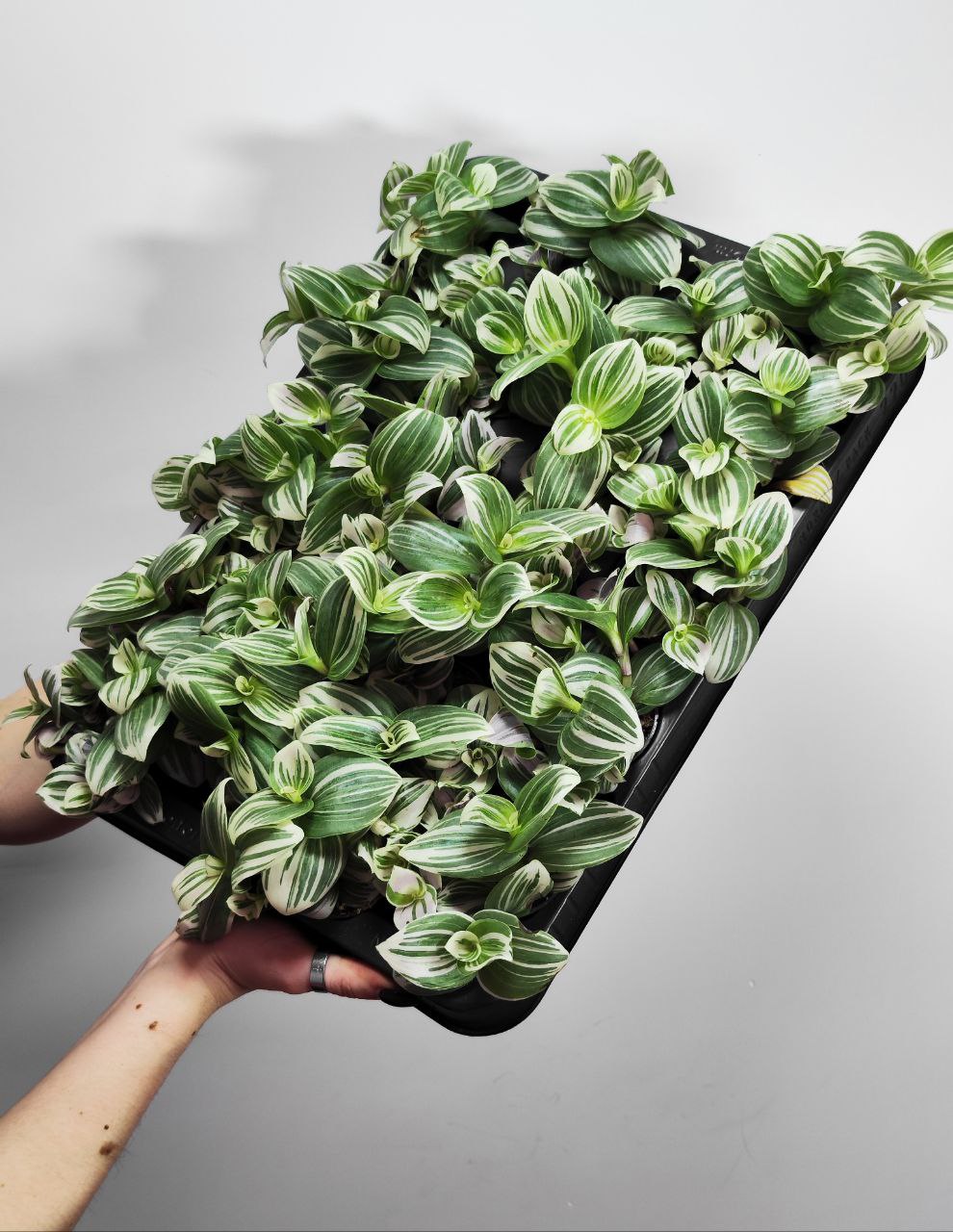 Традесканция Белоцветковая Брайтнесс (Tradescantia Brightness) D5см