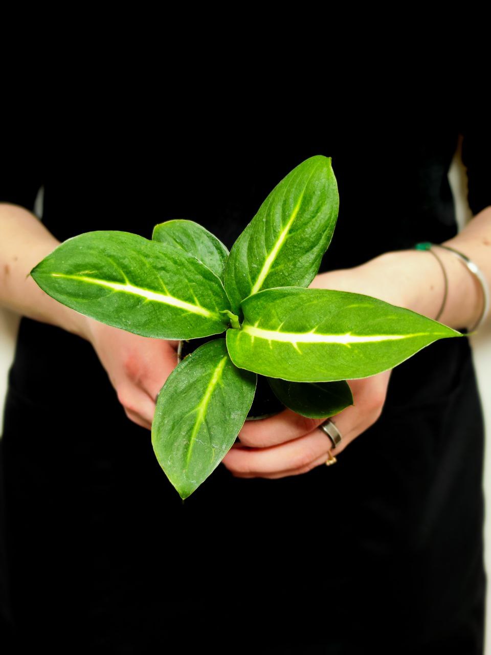 Диффенбахия Грин Мэджик (Dieffenbachia Green Magic) D6см