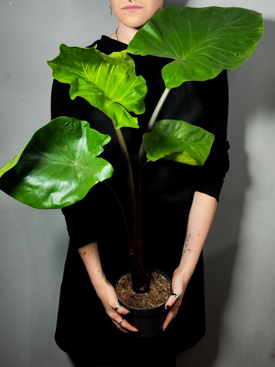 Алоказия Черная Кобра (Alocasia Black Cobra) D14см